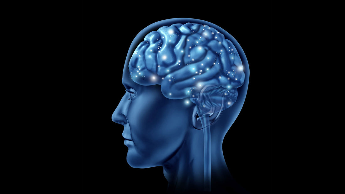 3 Interesting Facts You May Not Know About the Brain